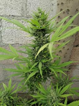 Sherbet Auto - картинка 3