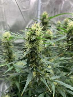 Big Bud Auto - картинка 7