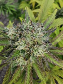 GG4 Sherbet FF - картинка 2