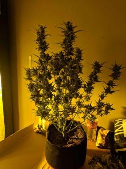 Girl Scout Cookies Auto - картинка 9