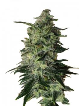 Buddha Gelato