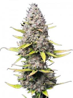 Super Silver Haze - картинка 1