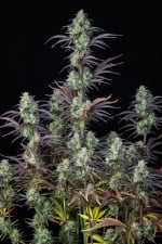 Mimosa Cake Auto - картинка 5