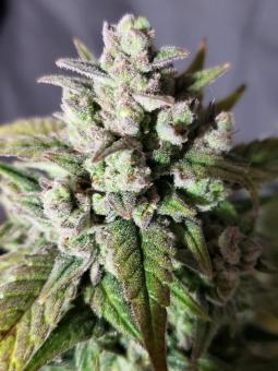 Amnesia Haze Auto - картинка 2