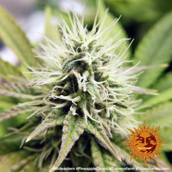 Pineapple Chunk - картинка 5