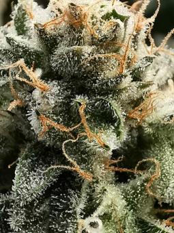 Gelato - картинка 1