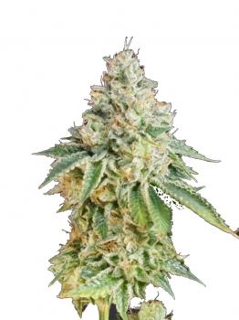 Patagonia Auto
