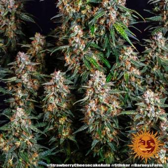 Strawberry Cheesecake Auto - картинка 9