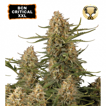 BCN Critical XXL - картинка 1