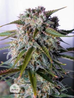 Tangie Auto - картинка 11