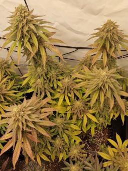 Gelato - картинка 5