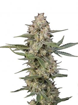Ice Auto