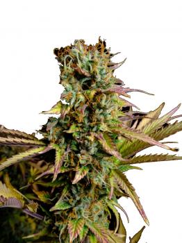 Hawaii Maui Waui Auto