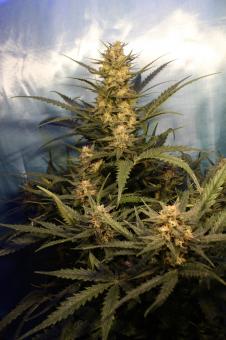 Green Poison Auto - картинка 3