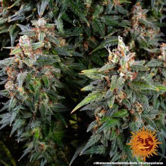 Watermelon Zkittlez Auto - картинка 8