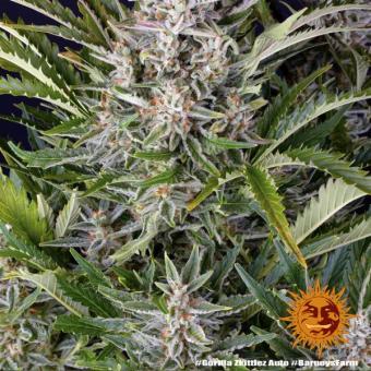 Gorilla Zkittlez Auto - картинка 3