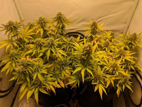 Auto Critical Orange Punch - картинка 5