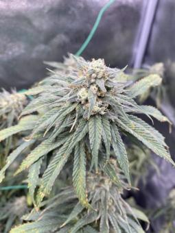 Mimosa - картинка 4