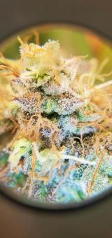 Exodus Cheese - картинка 10
