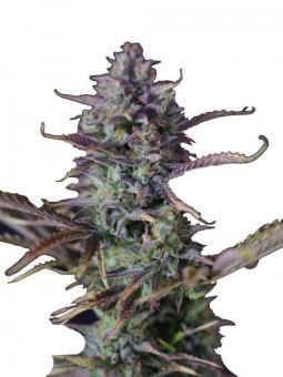 Bruce Banner #3 - картинка 7
