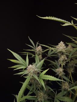 American Cookies - картинка 4