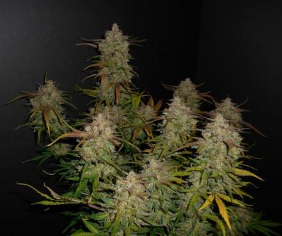 Lemon AK Auto - картинка 12