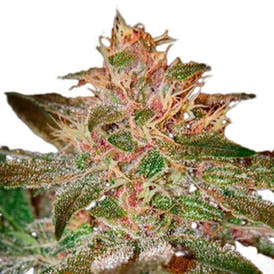 Pure Kush - картинка 6