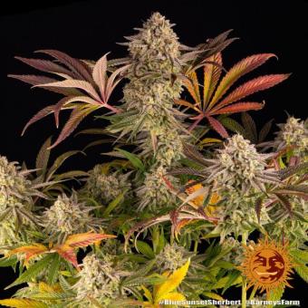 Blue Sunset Sherbert - картинка 4