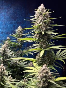 Super Silver Haze - картинка 2