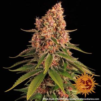Pink Kush - картинка 2