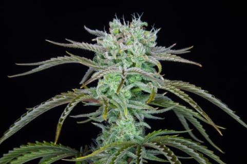 Strawberry Banana Auto - картинка 3