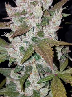 Girl Scout Cookies Auto - картинка 3