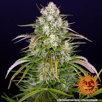 Wedding Cake Auto - картинка 4