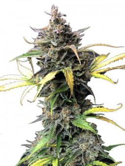 Cherry Cola Auto - картинка 5