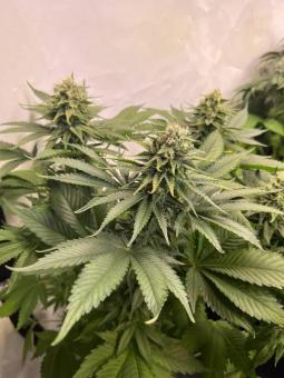 Gelato genetics - картинка 6