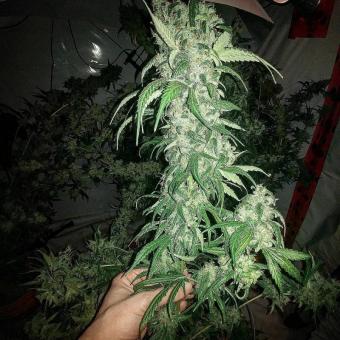 Cookies Kush - картинка 7