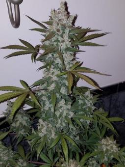 Girl Scout Cookies Auto - картинка 6