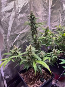 Gorilla Girl XL Auto - картинка 4