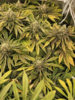 Original Glue Auto - картинка 4