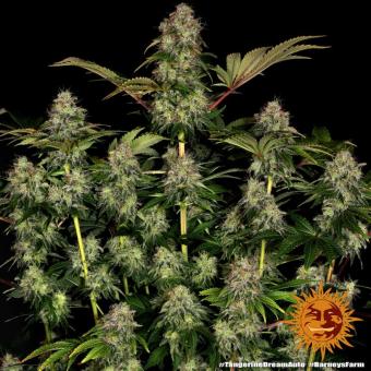 Tangerine Dream Auto - картинка 8
