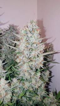 Big Bud Auto - картинка 4