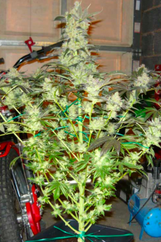 King’s Kush Auto - картинка 3