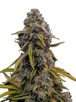 Top-44 Auto