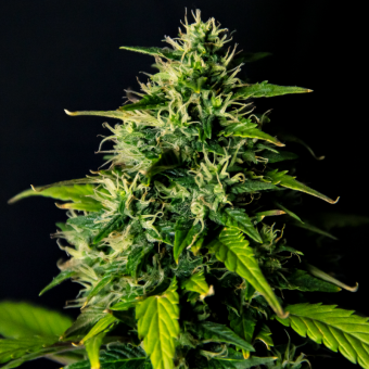 DC Cure 1:1 Auto - картинка 2