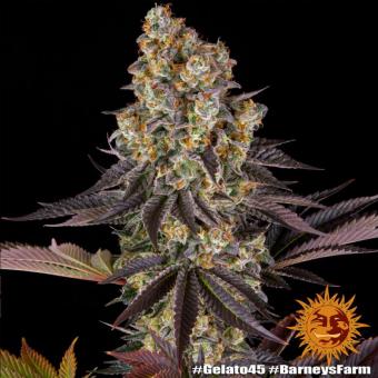 Gelato #45 - картинка 5