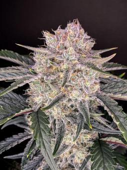 Strawberry Gorilla Auto - картинка 3