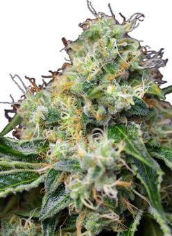 Killer Kush Auto - картинка 2