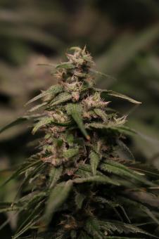 Strawberry Cola Sherbet F1 Fast Version - картинка 3