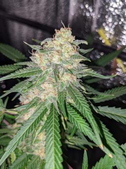 Royal Cookies Auto - картинка 3