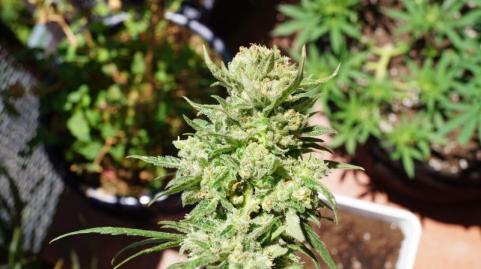 G14 Auto - картинка 6